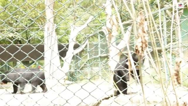 Visit the Center Zoo of the Kathmandu Valley - Jawalakhel! смотреть онлайн