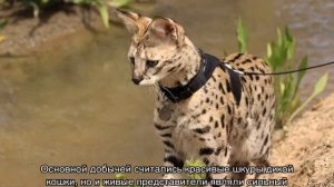 Оцелот (кошка): полный обзор дикой породы