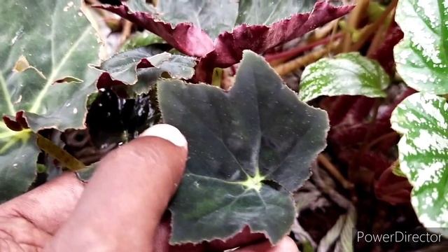 Black Velvet Begonia Collection (Part 1) смотреть онлайн