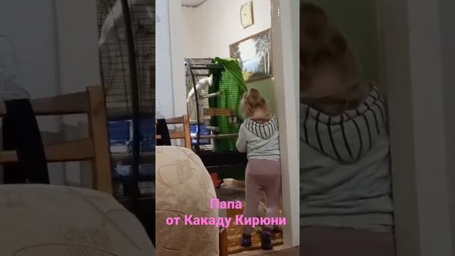Какаду называет хозяина Папой смотреть онлайн