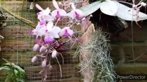 Цветение орхидей в октябре. Орхидеи Дендробиум, Каттлея, Holcoglossum, Фаленопсис, Целогина.