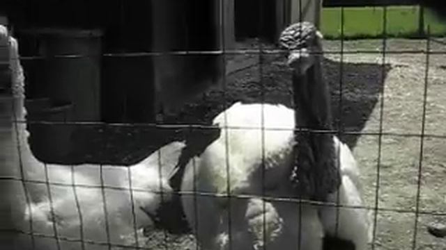 The Funniest Birds Ever! смотреть онлайн