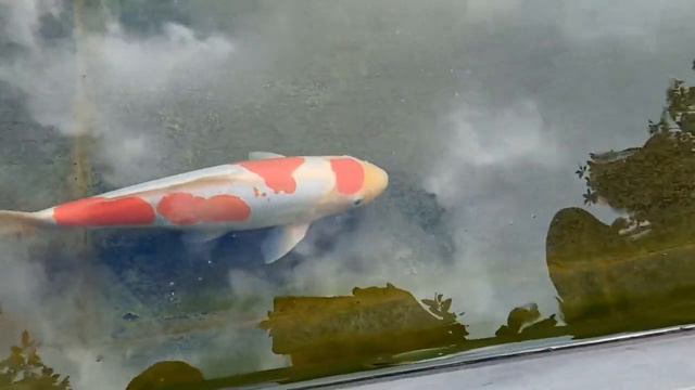 Карпы кои в водоёме Парка Галицкого🐟🐠🐡🌊 смотреть онлайн