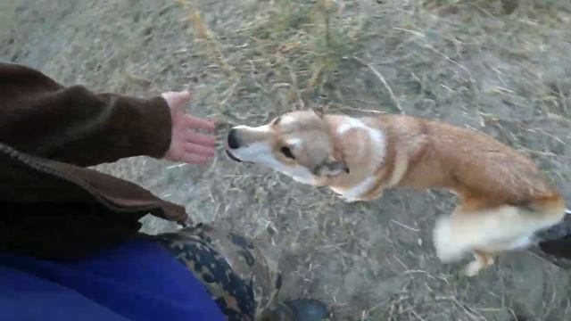 РЫБАЛКА В КАЗАХСТАНЕ. ТАРАЗ. Змееголов. Сазан. смотреть онлайн