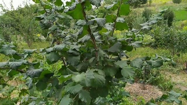 ФУНДУК . Вредитель который( если прошляпить ) может нанести непоправимый урон !!! смотреть онлайн