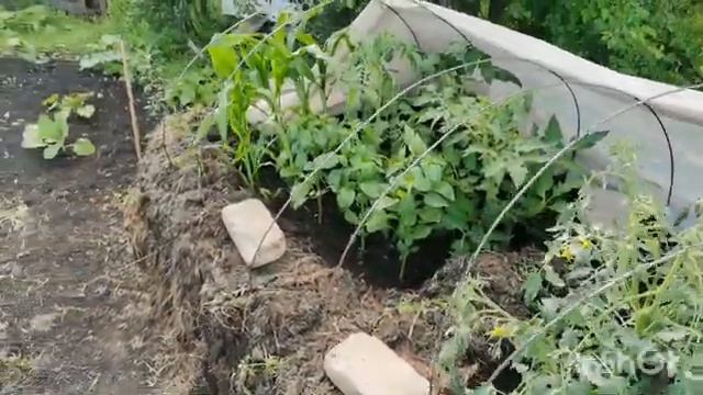 Ухаживаю  за огородом - Показываю озеро