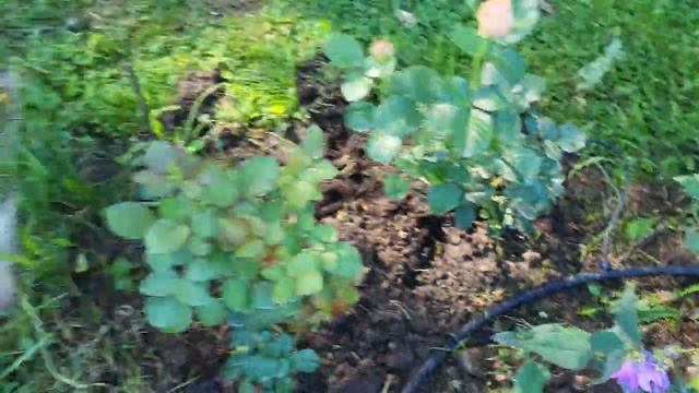 Розы первогодки- Фо ю айс онли , блю бой , капри и др . г Владимир 1 августа смотреть онлайн