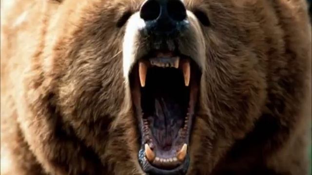 Grizzly Bear Roar смотреть онлайн