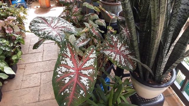 Keladi Caladium Tapestry