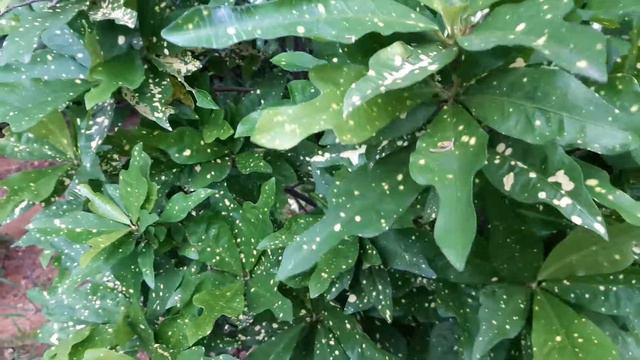 Croton plant care in Hindi/cotton plant Garden in 5 year old/Croton plant cutting easy t смотреть онлайн