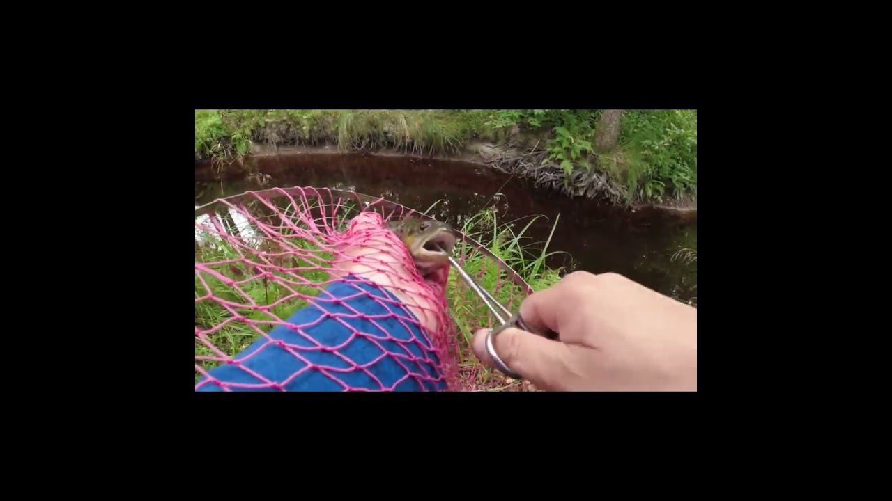 #форель Ловил плотву, а поймал форель :-) смотреть онлайн