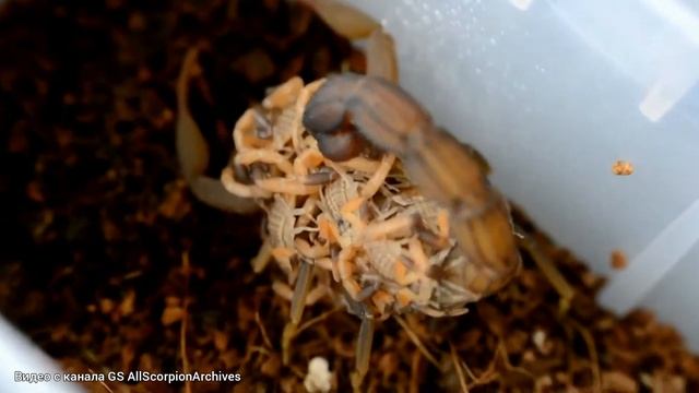 Скорпион Hottentotta - стоит ли заводить новичку? Сила ЯДА | Размножение