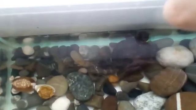 Как мы с черепашкой Соней проводим вместе время