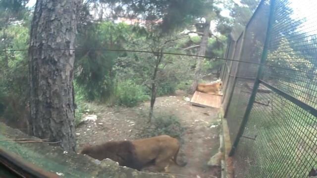 кабардинка сегодня.сафари-парк.буйный ЛЕВ смотреть онлайн