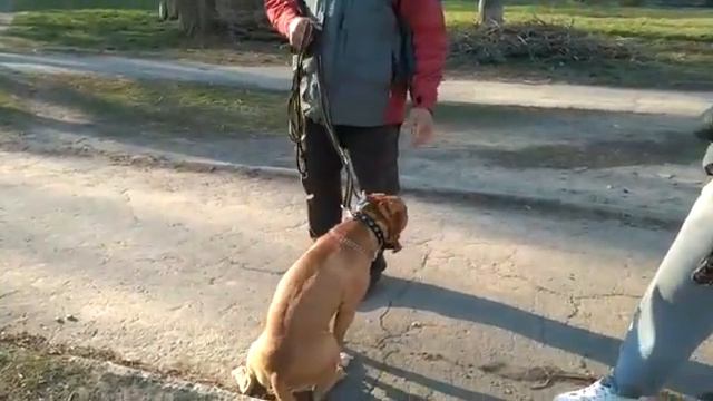 Агрессия к животным