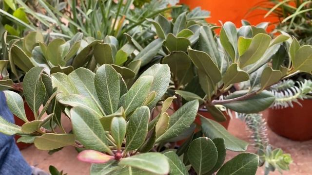 L'uso delle piante ornamentali in giardini mediterranei смотреть онлайн