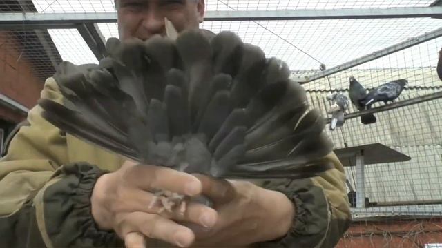 Николаевские голуби. Обзор приобретения. Привезли шесть пар новых голубей необычной для нас масти. смотреть онлайн