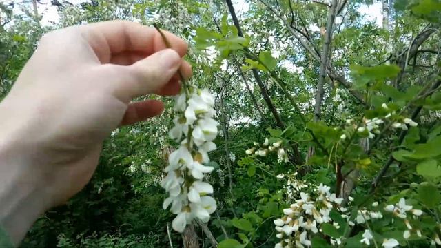 Песня про акацию смотреть онлайн