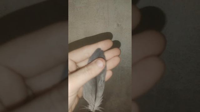 Линька птиц #birds #попугай #птицы #shorts смотреть онлайн