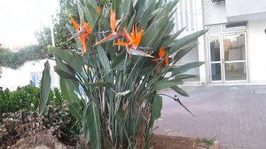 Стрелиция. Уход и размножение экзотического растения Стрелиция