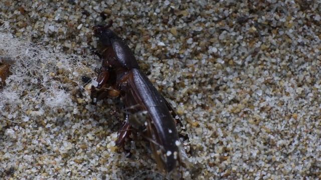 Formica cinerea eating a mealworm beetle смотреть онлайн