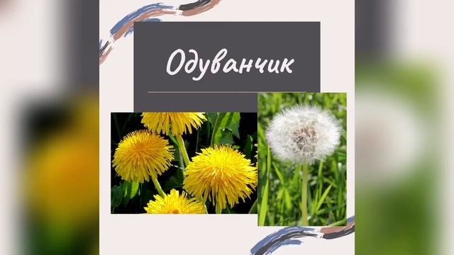 Викторина-путешествие: «Мир цветов» смотреть онлайн