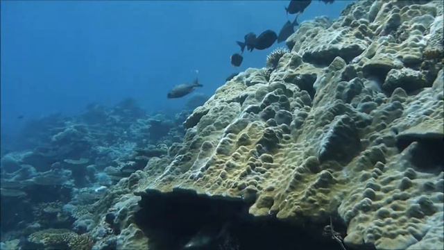 Vilingili Northern Reef смотреть онлайн