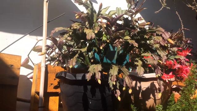 FLOR DE MAIO COM CORES INTENSAS смотреть онлайн