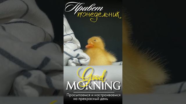 Понедельник смотреть онлайн