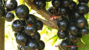 Смородина черная Ленинградский великан ? обзор: как сажать, саженцы смородины Ленинградский великан