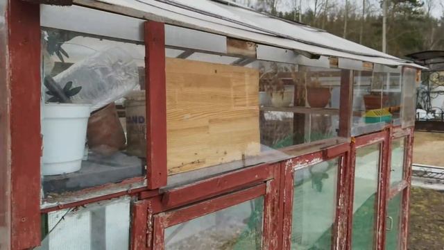 Дикий Рыжий кот уже одомашнивается смотреть онлайн