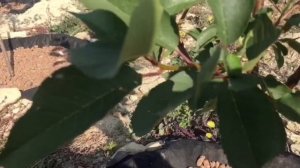 Вишня#Шоколадница#первый год посадки