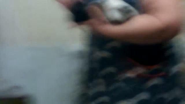 У кого морская свинка с вас лайк!! смотреть онлайн