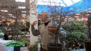 Корокия, выращивание и уход