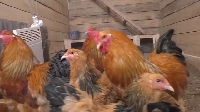 brahma dark, brahma buff columbian,брама тёмная и палевая 1080p 60fps смотреть онлайн