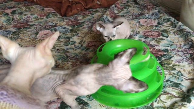 Мятный шарик🍀обеспечил отличное настроение котятам🐈 смотреть онлайн