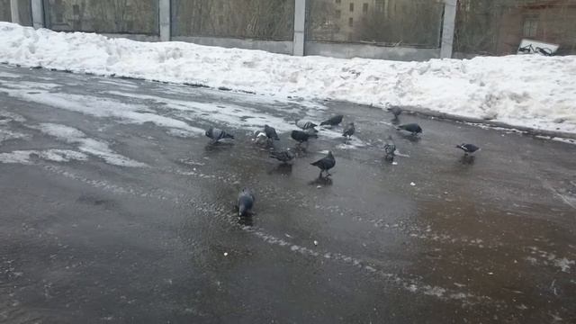 Голуби и гололёд 1 смотреть онлайн