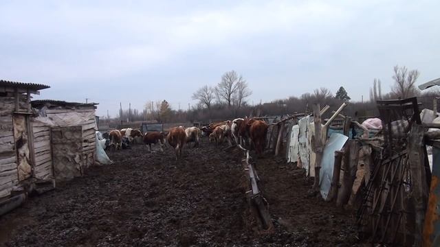 ПОКАЖУ ПРИПЛОД и грядки Лютик и Марта смотреть онлайн