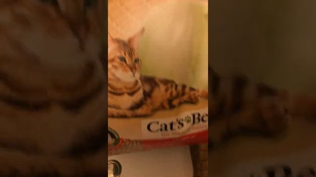 Наполнитель Cat’s best смотреть онлайн