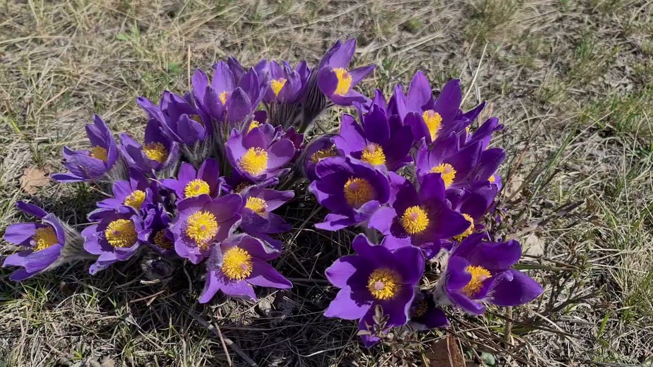 ХВОЙНЫЙ САД. Планы на МАЙ. Часть 1. смотреть онлайн