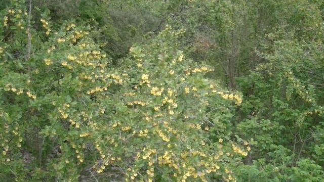 Кто такой Гуру и зачем он нужен?