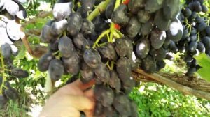 Виноград столовый Надежда ранняя. Ранний, вкусный виноград.