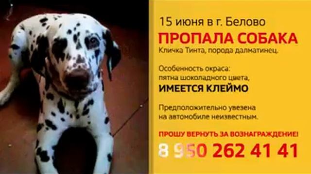 пропала собака порода далматинец смотреть онлайн