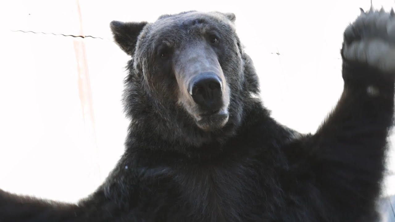 Мишки любят сладкое, люди любят мишек смотреть онлайн
