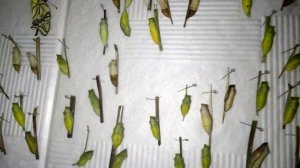 Разведение Махаонов в домашних условиях. Выход бабочек.