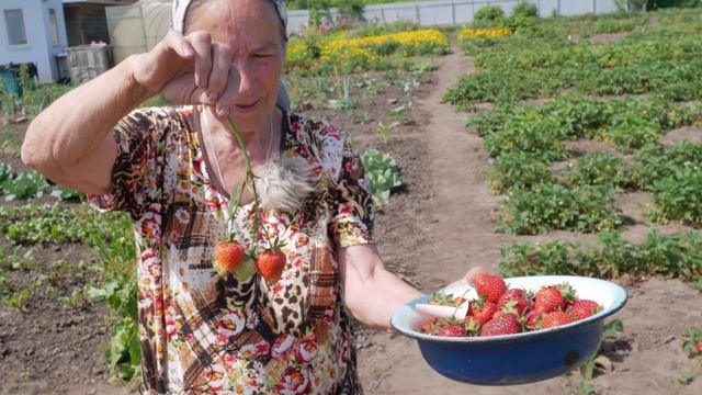 Клубника. Описание сорта Флер. Айтжанова Светлана Дмитриевна о сортах земляники. смотреть онлайн