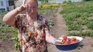 Клубника. Описание сорта Флер. Айтжанова Светлана Дмитриевна о сортах земляники.