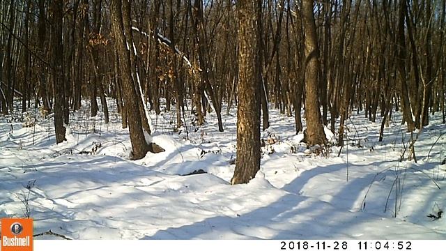 Тигр Боря, Еврейская автономная область, 28 ноября 2018 г. смотреть онлайн