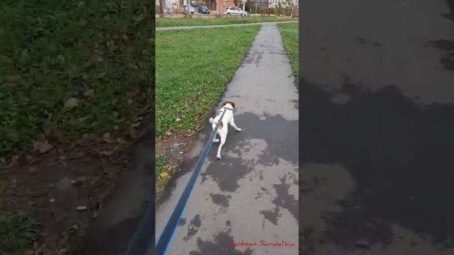 Парсон Рассел Терьер на прогулке) смотреть онлайн