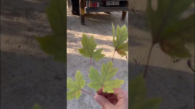 Acer Tree | Дерево Клён смотреть онлайн